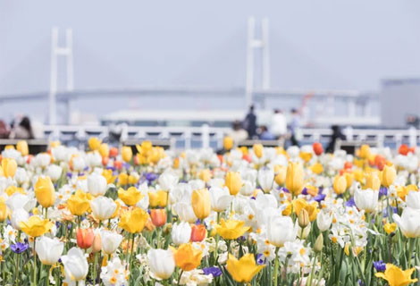 4月上旬から中旬に見頃を迎えるチューリップ