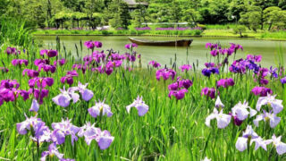 鶴翔閣と花菖蒲