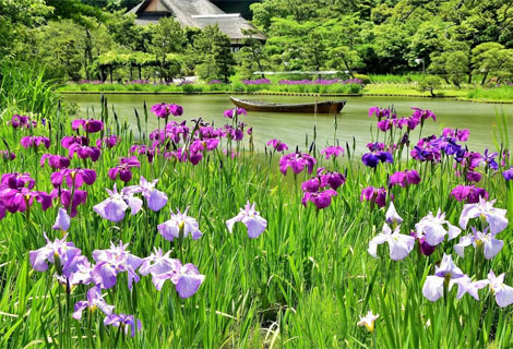 鶴翔閣と花菖蒲