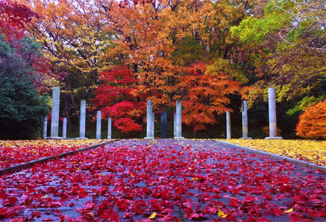 生田緑地の紅葉