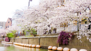 船から見渡せる満開の桜