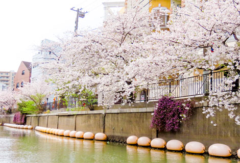 船から見渡せる満開の桜