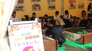 みなとみらいでお芋掘り