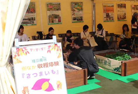 みなとみらいでお芋掘り