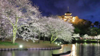 三溪園「桜ライトアップ」