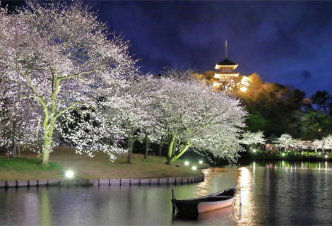 三溪園「桜ライトアップ」