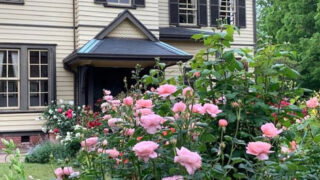 山手ローズウィーク