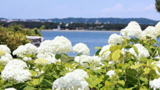 八景島あじさい祭