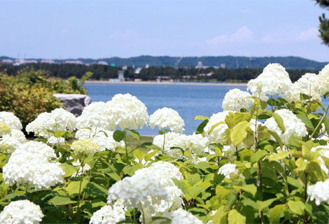 八景島あじさい祭